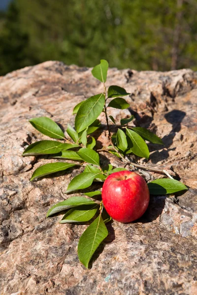 Büyük taş üzerinde kırmızı elma — Stok fotoğraf