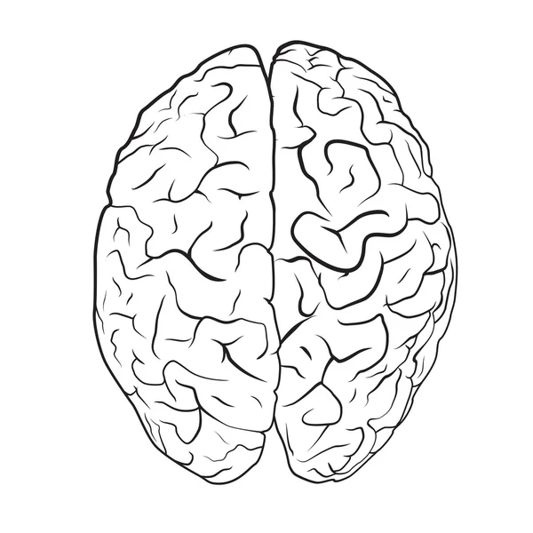 Cerveau sur fond blanc — Image vectorielle