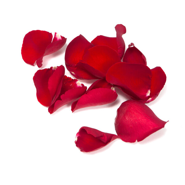 Rose petals isolated on white