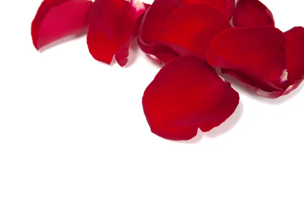 Pétalas de rosa isoladas sobre branco — Fotografia de Stock