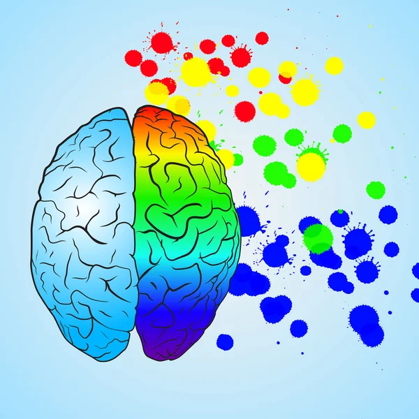 Cerveau gauche coloré et cerveau droit. Concept . — Image vectorielle