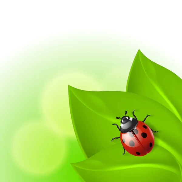 Groene achtergrond met lieveheersbeestje — Stockvector