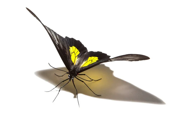 Motyl Troides Hypolitus na białym tle — Zdjęcie stockowe