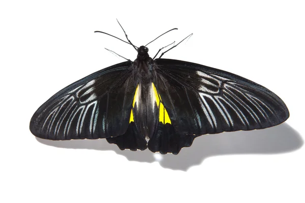 Motyl Troides Hypolitus na białym tle — Zdjęcie stockowe