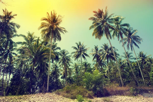 Pálmafákkal, trópusi tengerparton, vintage tónusú — Stock Fotó