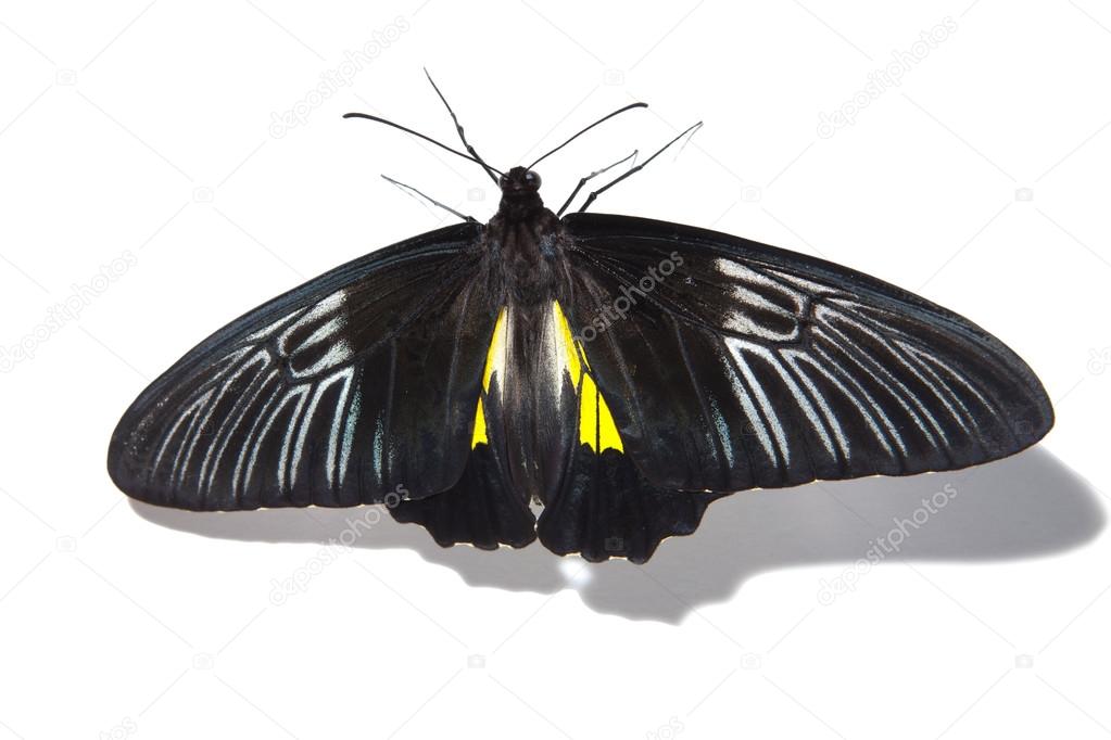 Troides Hypolitus butterfly isolated on white