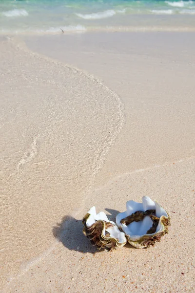海岸の貝殻は — ストック写真