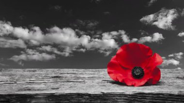 Anma Günü için haşhaş tokası. Haşhaş çiçeği eski güzel yüksek tahılda, ayrıntılı ahşap arka planda siyah ve beyaz gökyüzü. Unutmayalım diye Hatırlatma Günü.