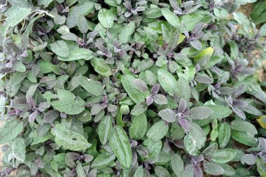 Mor bir adaçayı planının kapanışı