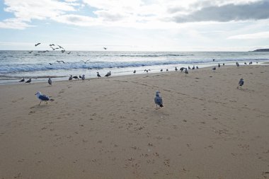 Kışın kumlu sahilde bir sürü martı