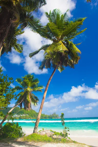 Palms över den vackra lagunen på ön Praslin, Seychellerna — Stockfoto
