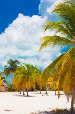 birçok avuç içi ile egzotik Karayip beyaz kum plaj