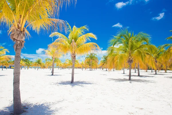 Exotic caribbean white sand beach with many palms — Stock Photo, Image