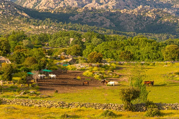 landscape in a valley with horses grazing in Guadarrama sierra. madrid Spain.