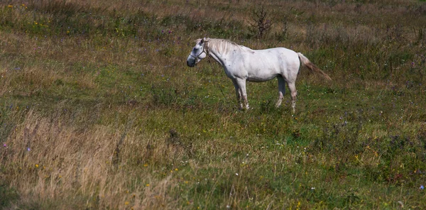 O cavalo branco em um campo verde — Fotografia de Stock