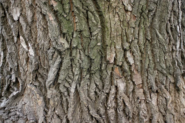 Yaşlı bir ağacın kabuğu — Stok fotoğraf