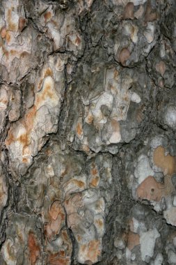 Yaşlı bir ağacın kabuğu