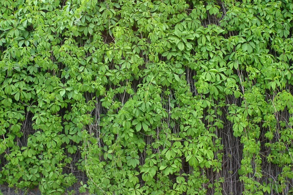 As folhas da uva selvagem — Fotografia de Stock
