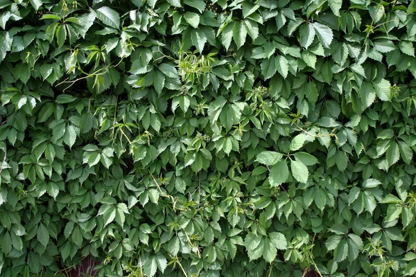 The leaves of the wild grape — Stock Photo, Image