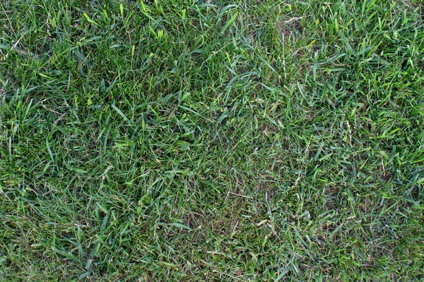 Green grass texture — Stock Photo, Image