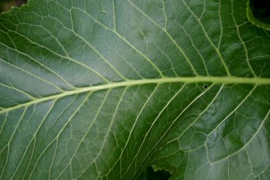 yaprak yeşil bitkiler