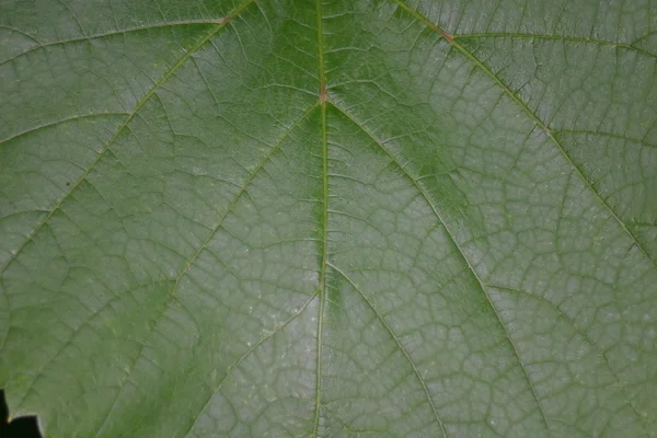 绿叶植物 — 图库照片