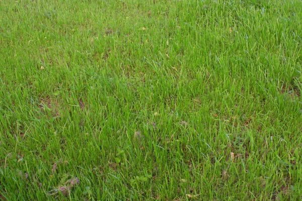 The texture of the green plants — Stock Photo, Image