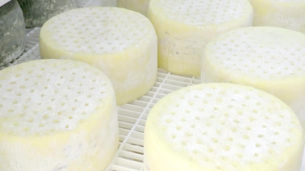 Production of cheese — Stock Video