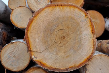 kesilmiş ağaç gövdesi dokusuna