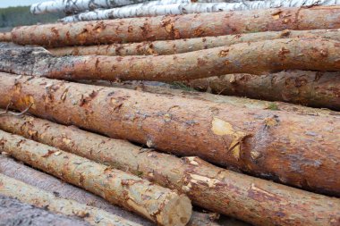 günlükleri çam ve ağaç, bir grup kadar Kazıklı