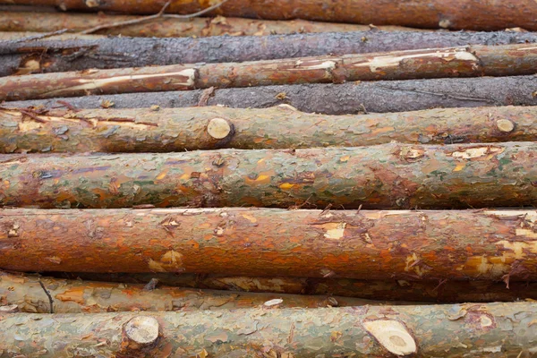 stock image logs pines and birches, piled up a bunch