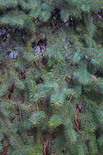 Textur växter nära utan luckor — Stockfoto