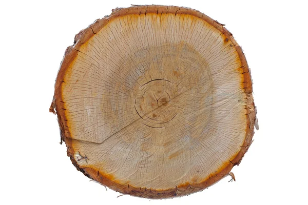 kesilmiş ağaç gövdesi dokusuna