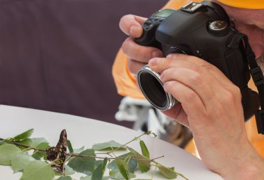 Tablo makro canlı kelebek