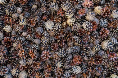 çam kozalakları doku arkaplanı 