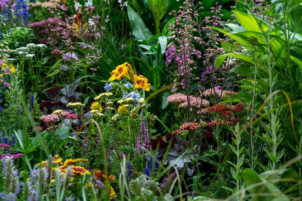 Dekorative Blumen Und Pflanzen Garten Landschaftsplanung Natürlicher Natürlicher Hintergrund Weicher — Stockfoto