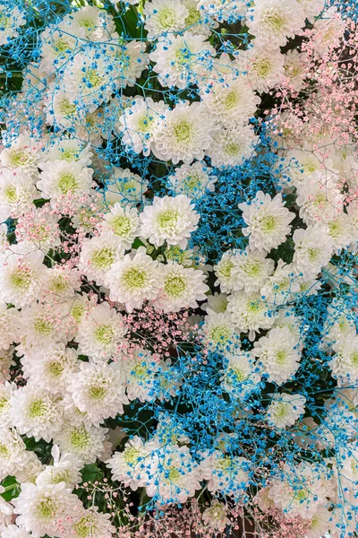 Прекрасні Білі Хризантеми Натуральний Квітковий Фон Текстура Білих Пелюсток — стокове фото