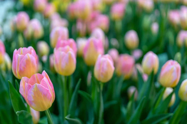 Belles Tulipes Roses Fond Fleur Naturel Fleurs Décoratives Concentration Sélective — Photo