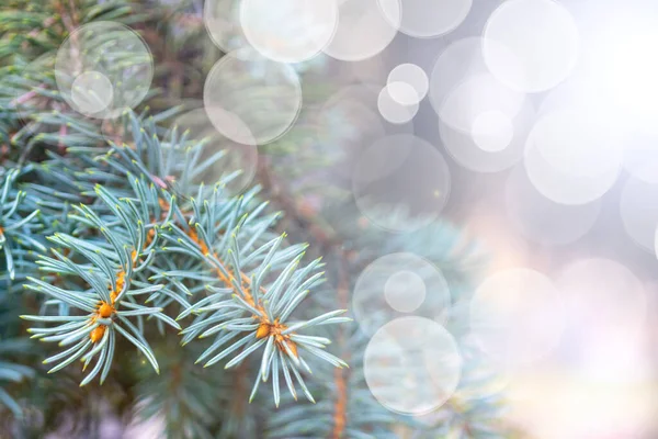 圣诞节的背景 绿色云杉分枝 光斑摘要 — 图库照片