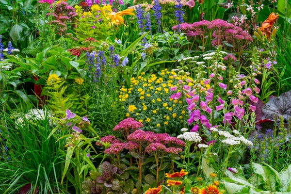 Декоративные Цветы Растения Саду Пейзаж Дизайн Естественный Природный Фон Мягкий — стоковое фото