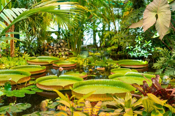 Tropikalny Ogród Kwiatami Roślinami — Zdjęcie stockowe