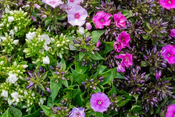 Букет Яскравих Красивих Квітів Натуральний Квітковий Фон — стокове фото