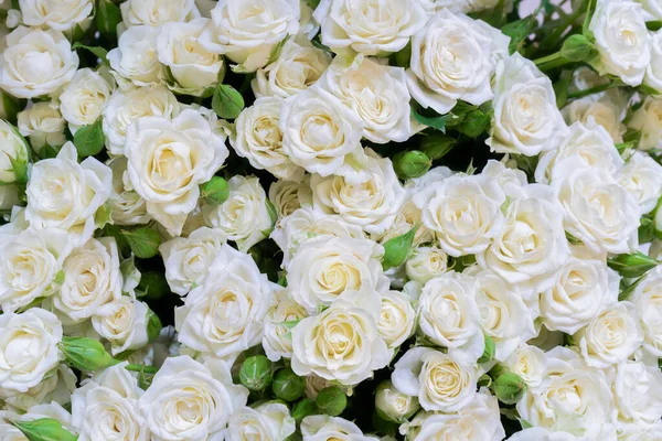 Prachtige Achtergrond Van Witte Rozen Bloemen Ontwerp Textuur — Stockfoto
