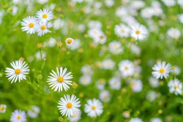 Gros Plan Fleurs Marguerite Fleurissent — Photo