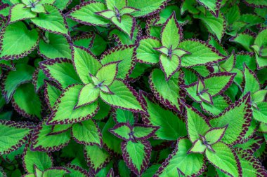 Yeşil dekoratif bitkiler. Yeşil yaprakların doğal arkaplanı.