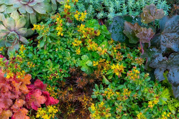 Mnohobarevné Dekorativní Rostliny Přírodní Pozadí Zelených Listů — Stock fotografie