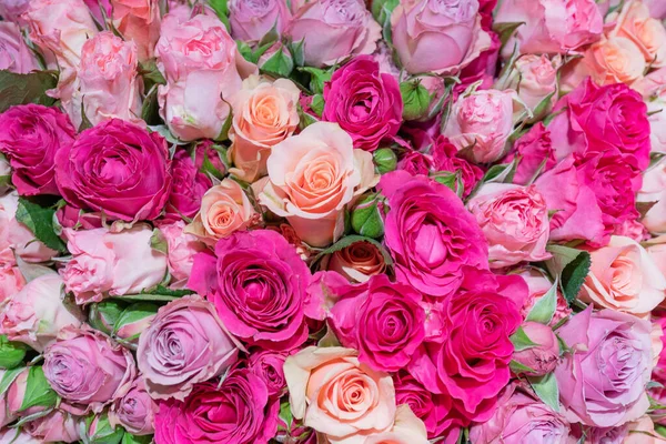 Belles Roses Roses Fond Fleur Naturel Texture Des Pétales Délicats — Photo