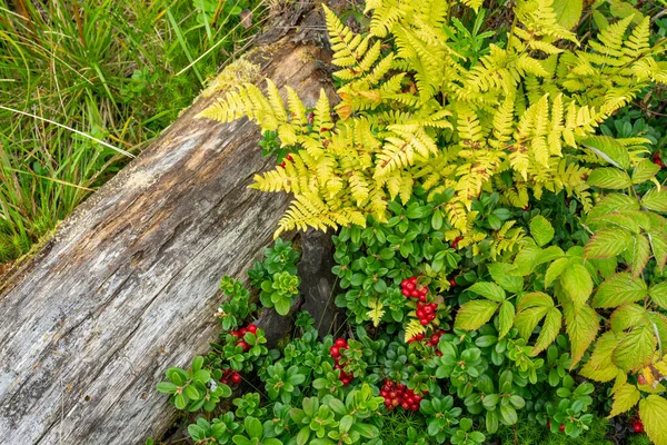 Erba Verde Bacche Rosse Biancospino Vicino Tronco Legno — Foto Stock