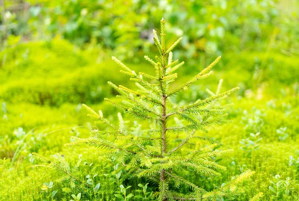Зеленый Папоротник Лесу — стоковое фото
