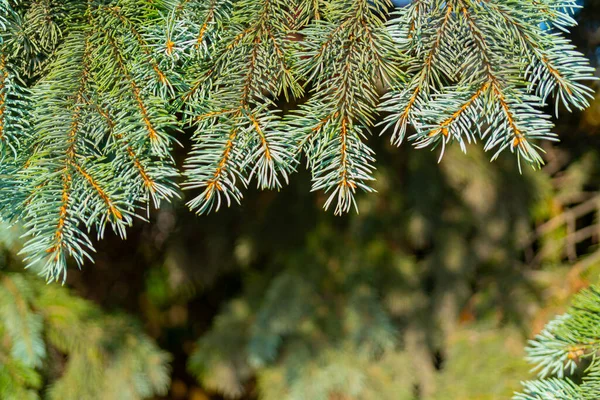 緑のモミの木の枝に針 — ストック写真